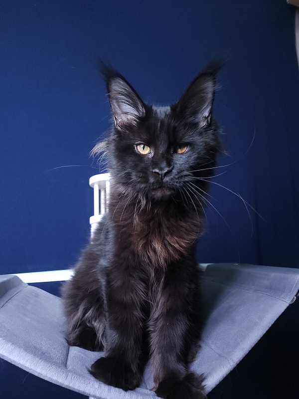 Elma Akbars - Kitten maine-coon 4 months 3 weeks