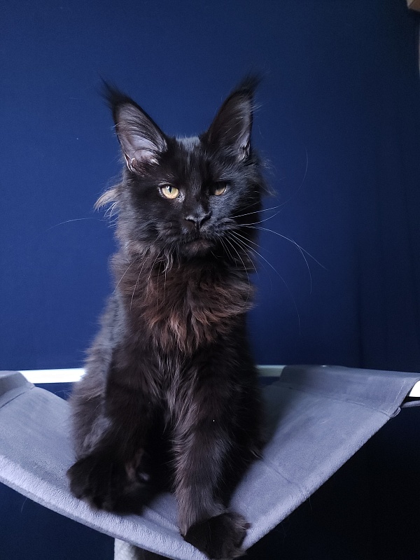 Elma Akbars - Kitten maine-coon 4 months 3 weeks
