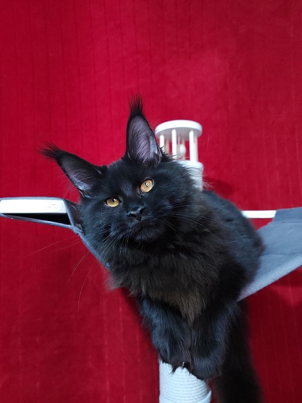 Elma Akbars - Kitten maine-coon 5 months 2 weeks