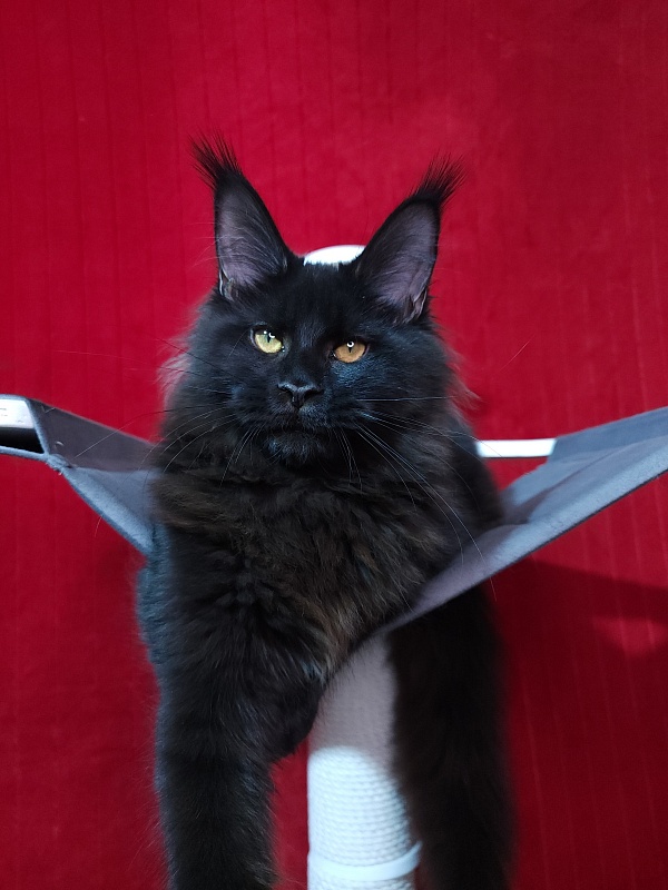 Elma Akbars - Kitten maine-coon 5 months 2 weeks