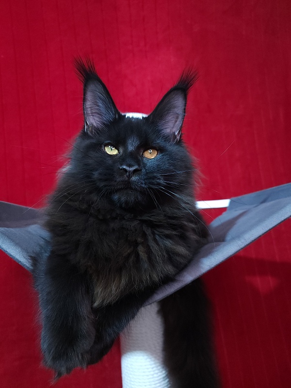 Elma Akbars - Kitten maine-coon 5 months 2 weeks