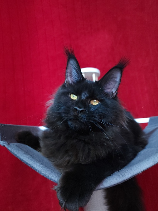 Elma Akbars - Kitten maine-coon 5 months 2 weeks