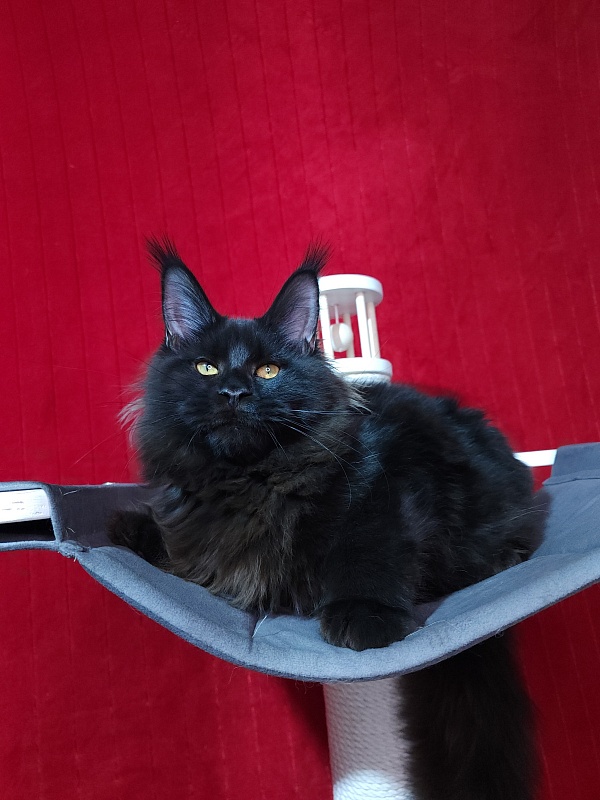 Elma Akbars - Kitten maine-coon 5 months 2 weeks
