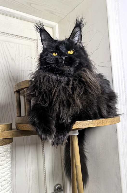 Elma  Akbars - Adult maine-coon 1 year 9 months 1 week