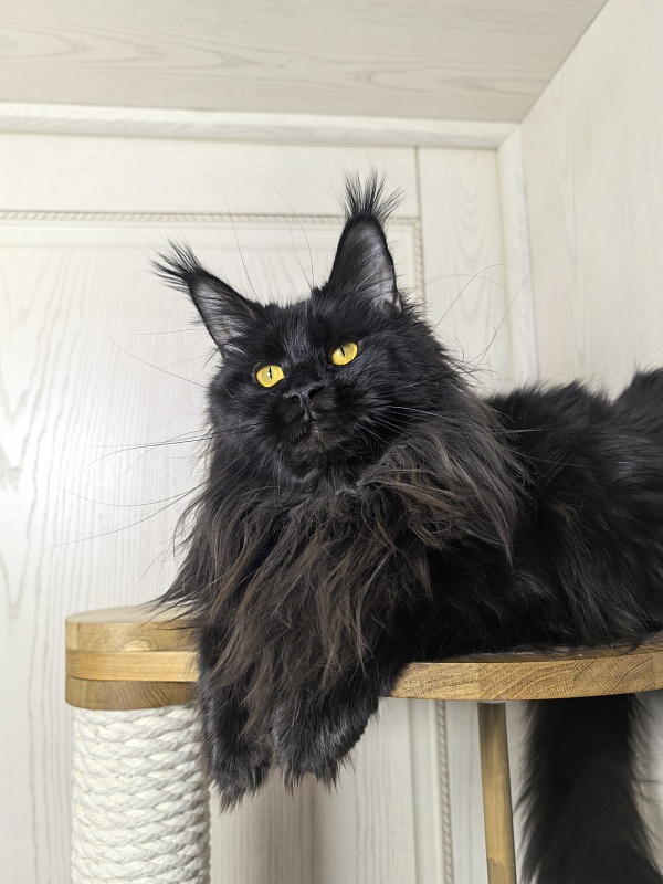 Elma  Akbars - Adult maine-coon 1 year 9 months 1 week