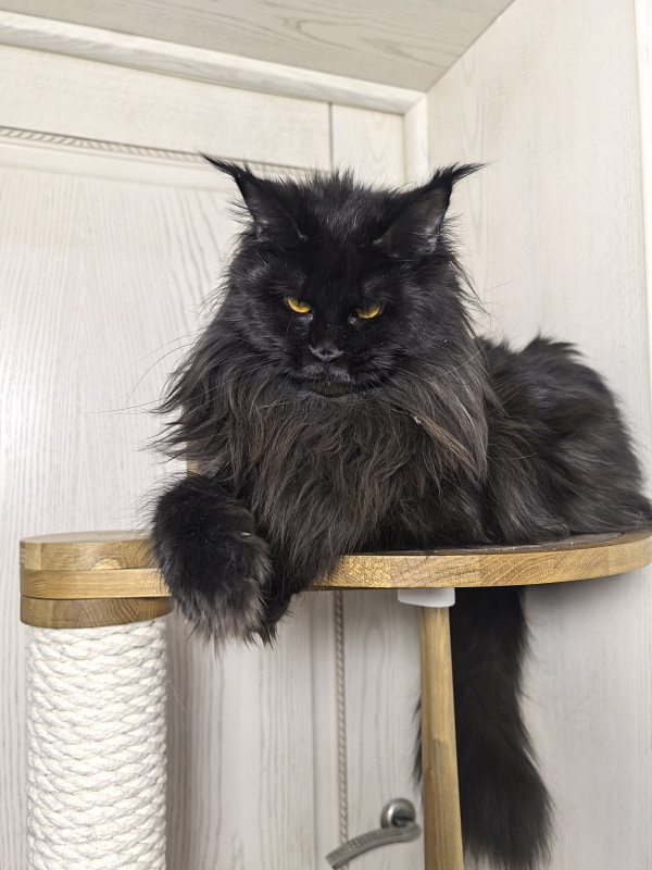 Elma  Akbars - Adult maine-coon 1 year 9 months 1 week