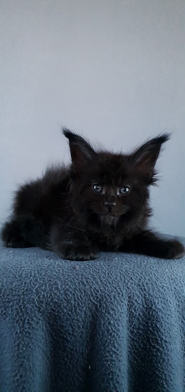 Elma Akbars - Kitten maine-coon 1 month