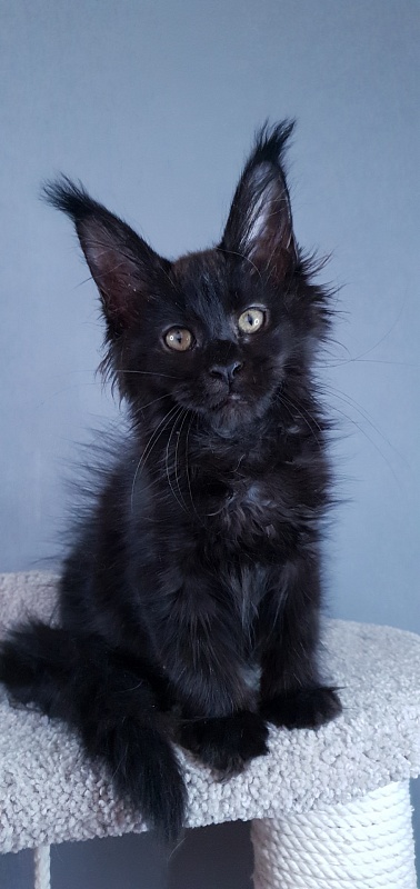 Elma Akbars - Kitten maine-coon 2 months 3 weeks