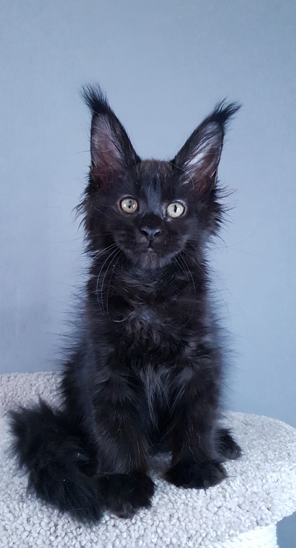 Elma Akbars - Kitten maine-coon 2 months 3 weeks