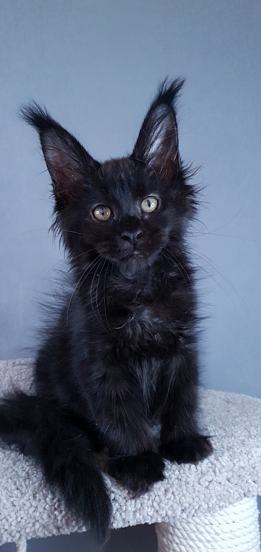 Elma Akbars - Kitten maine-coon 2 months 3 weeks