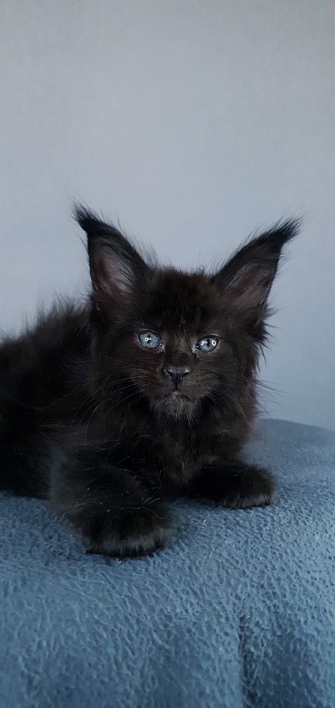 Elma Akbars - Kitten maine-coon 1 month