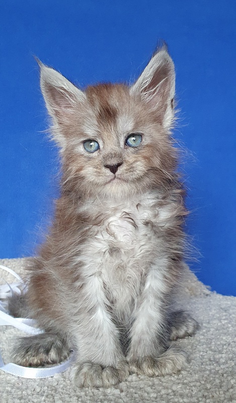 Frodo Akbars ( polydactyl) - Kitten maine-coon 1 month 0.5 weeks