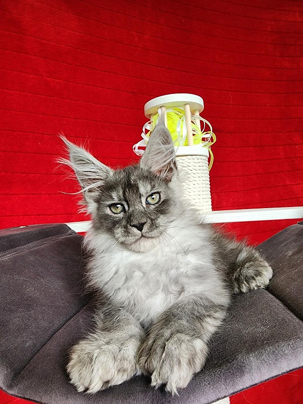 Frodo Akbars ( polydactyl) - Kitten maine-coon 2.5 months
