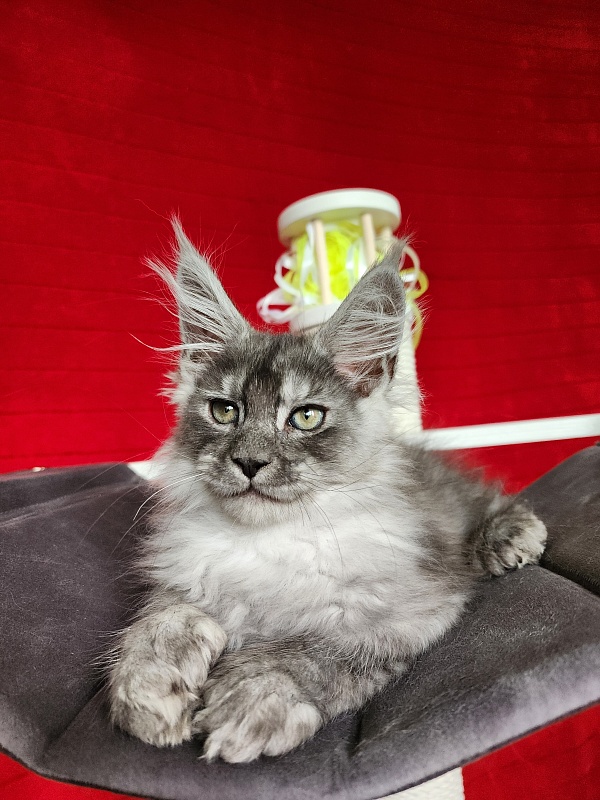Frodo Akbars ( polydactyl) - Kitten maine-coon 2.5 months