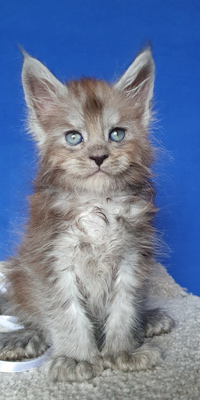 Frodo Akbars ( polydactyl) - Kitten maine-coon 1 month 0.5 weeks