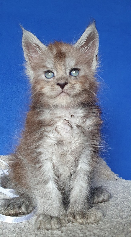 Frodo Akbars ( polydactyl) - Kitten maine-coon 1 month 0.5 weeks