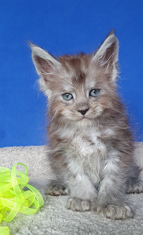 Frodo Akbars ( polydactyl) - Kitten maine-coon 1 month 0.5 weeks