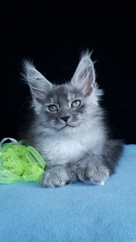 Frodo Akbars ( polydactyl) - Kitten maine-coon 2 months