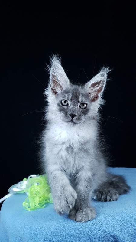 Frodo Akbars ( polydactyl) - Kitten maine-coon 2 months