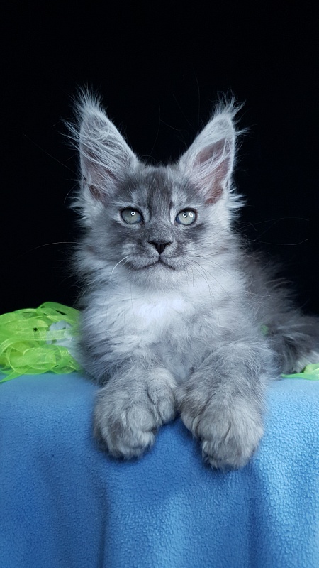 Frodo Akbars ( polydactyl) - Kitten maine-coon 2 months
