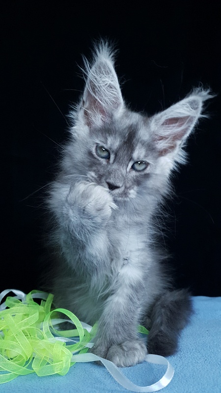 Frodo Akbars ( polydactyl) - Kitten maine-coon 2 months