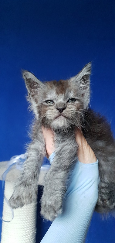 Furry Hardy Akbars ( polydactyl) - Kitten maine-coon 1 month 0.5 weeks
