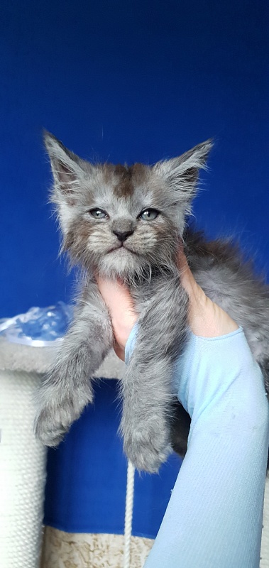 Furry Hardy Akbars ( polydactyl) - Kitten maine-coon 1 month 0.5 weeks