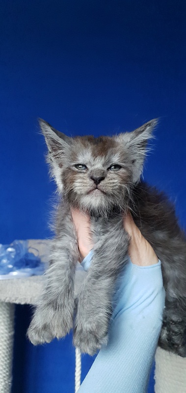 Furry Hardy Akbars ( polydactyl) - Kitten maine-coon 1 month 0.5 weeks