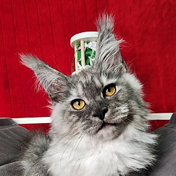 Furry Hugo Akbars