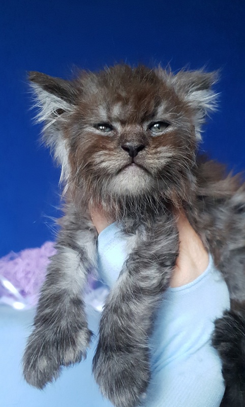 Furry Hoper Akbars ( polydactyl) - Kitten maine-coon 1 month 0.5 weeks