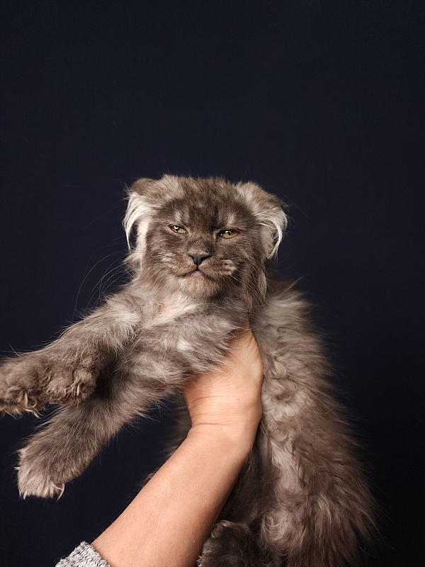 Furry Hoper Akbars ( polydactyl) - Kitten maine-coon 2 months 4 weeks