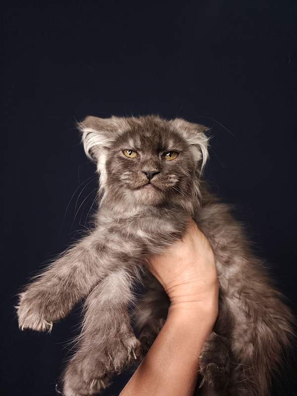 Furry Hoper Akbars ( polydactyl) - Kitten maine-coon 2 months 4 weeks