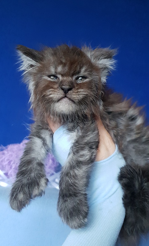 Furry Hoper Akbars ( polydactyl) - Kitten maine-coon 1 month 0.5 weeks