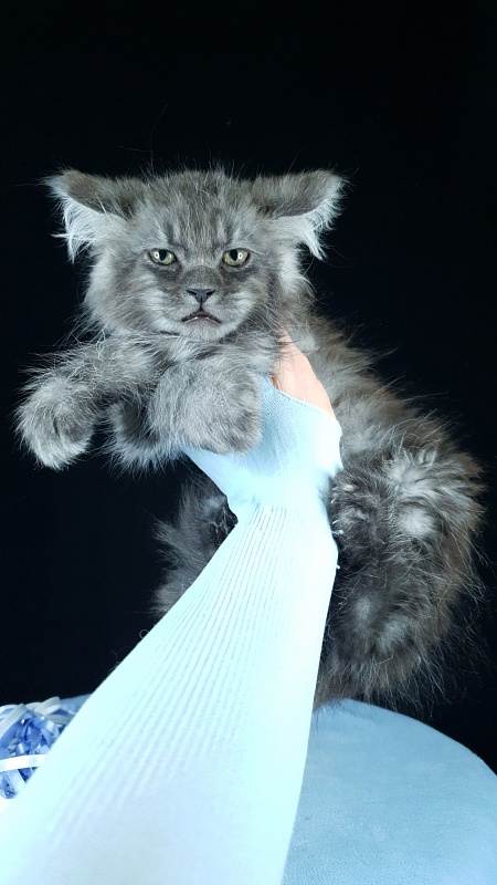 Furry Hoper Akbars ( polydactyl) - Kitten maine-coon 2 months