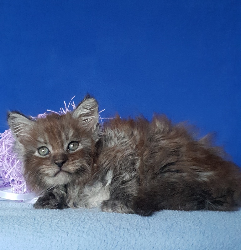 Furry Hoper Akbars ( polydactyl) - Kitten maine-coon 1 month 0.5 weeks