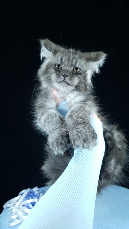 Furry Hoper Akbars ( polydactyl) - Kitten maine-coon 2 months