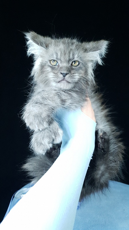 Furry Hoper Akbars ( polydactyl) - Kitten maine-coon 2 months