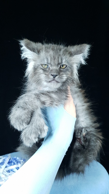 Furry Hoper Akbars ( polydactyl) - Kitten maine-coon 2 months