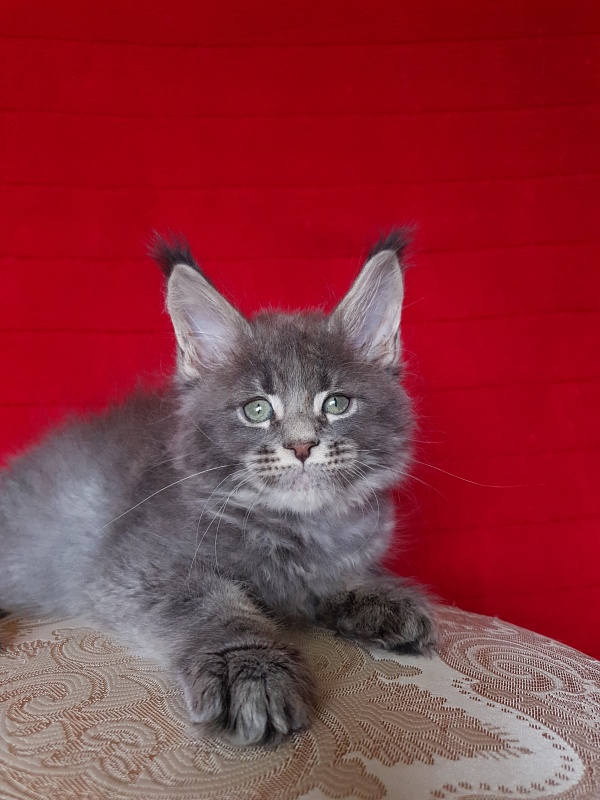 K.C*Lenny Akbars - Kitten maine-coon 1 month 2.5 weeks