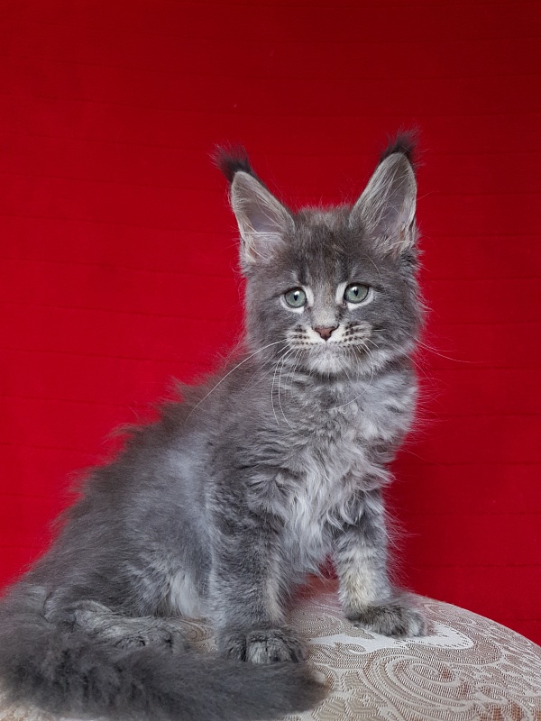 K.C*Lenny Akbars - Kitten maine-coon 1 month 2.5 weeks