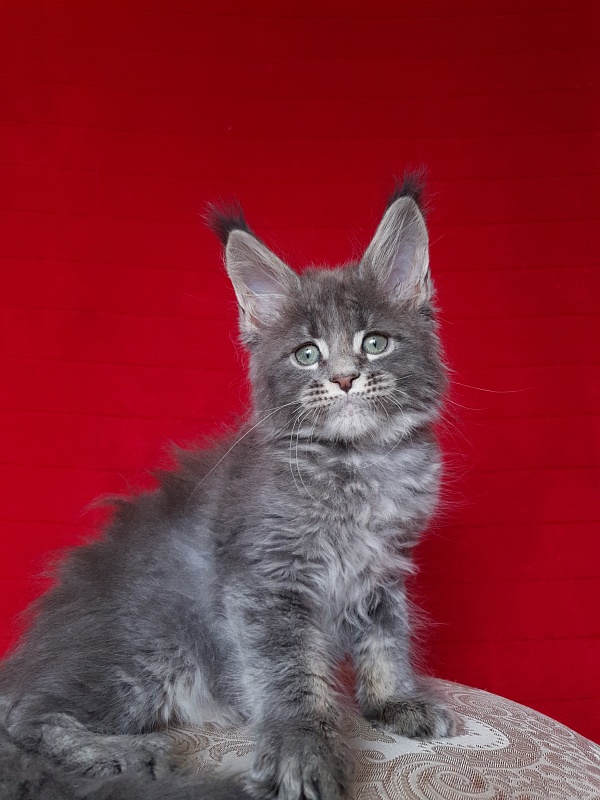 K.C*Lenny Akbars - Kitten maine-coon 1 month 2.5 weeks