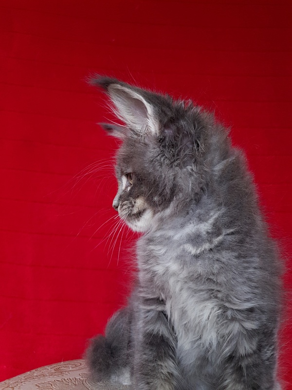 K.C*Lenny Akbars - Kitten maine-coon 1 month 2.5 weeks