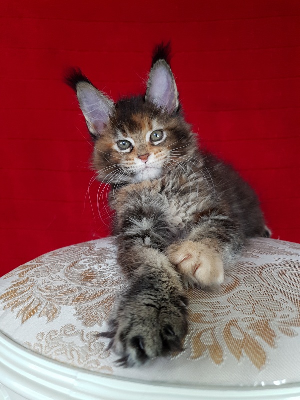 K.C*Liza Akbars - Kitten maine-coon 1 month 2.5 weeks