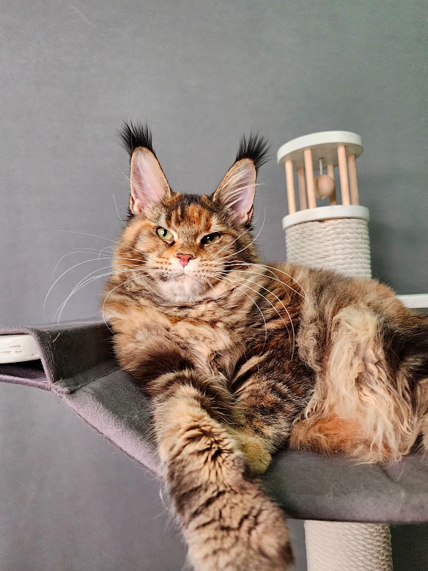 K.C*Liza Akbars - Kitten maine-coon 5 months 0.5 weeks