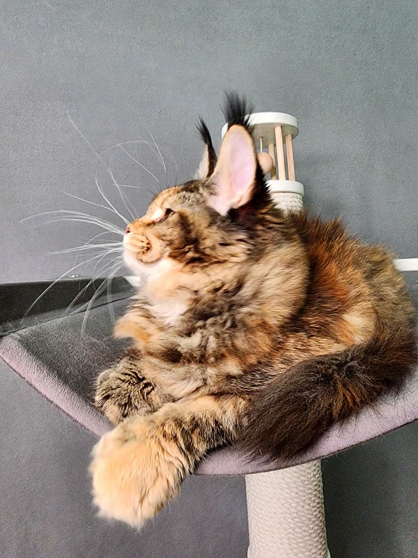 K.C*Liza Akbars - Kitten maine-coon 5 months 0.5 weeks