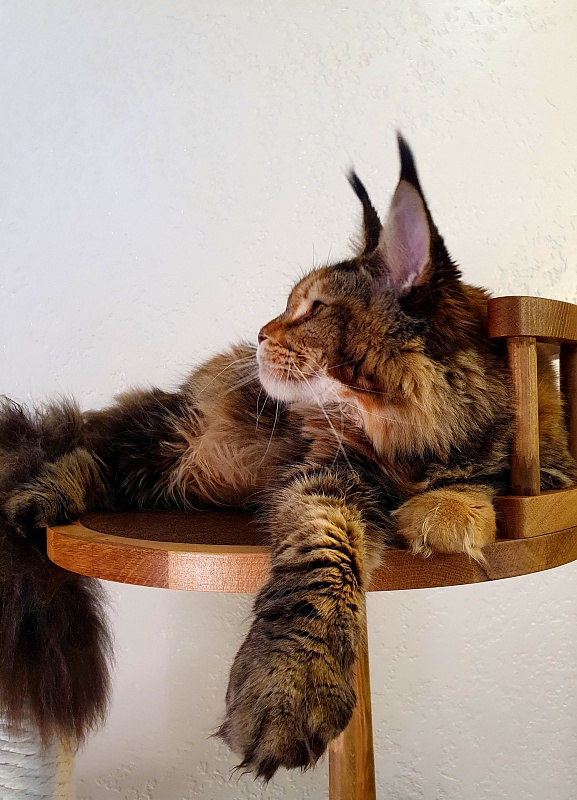 K.C*Liza Akbars - Junior maine-coon 8.5 months