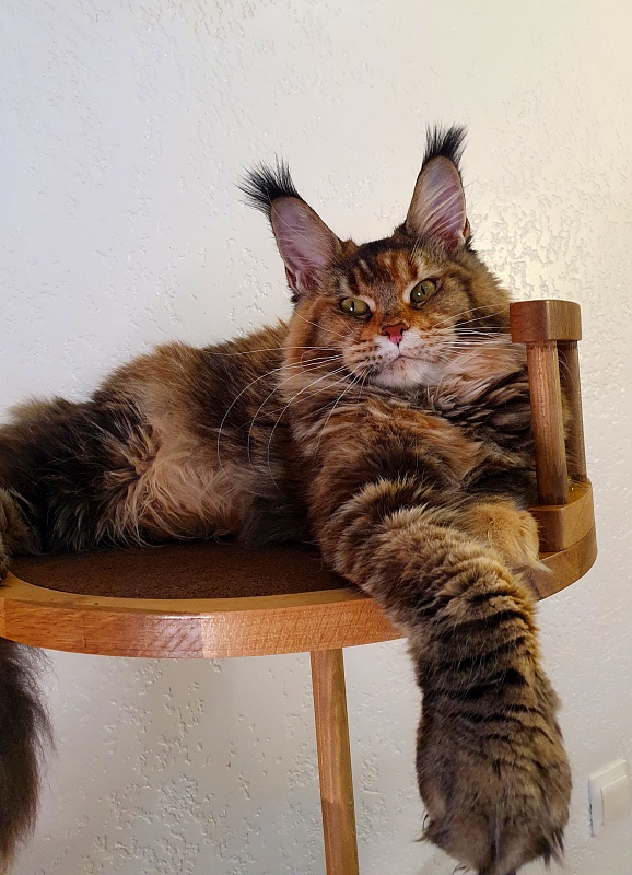 K.C*Liza Akbars - Junior maine-coon 8.5 months