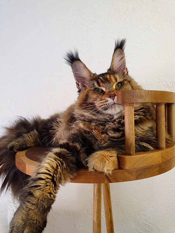 K.C*Liza Akbars - Junior maine-coon 8.5 months
