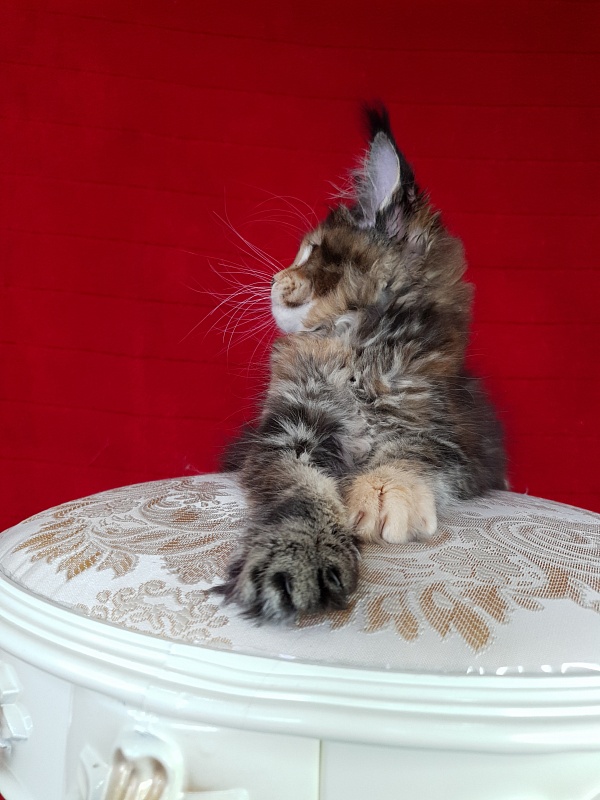K.C*Liza Akbars - Kitten maine-coon 1 month 2.5 weeks