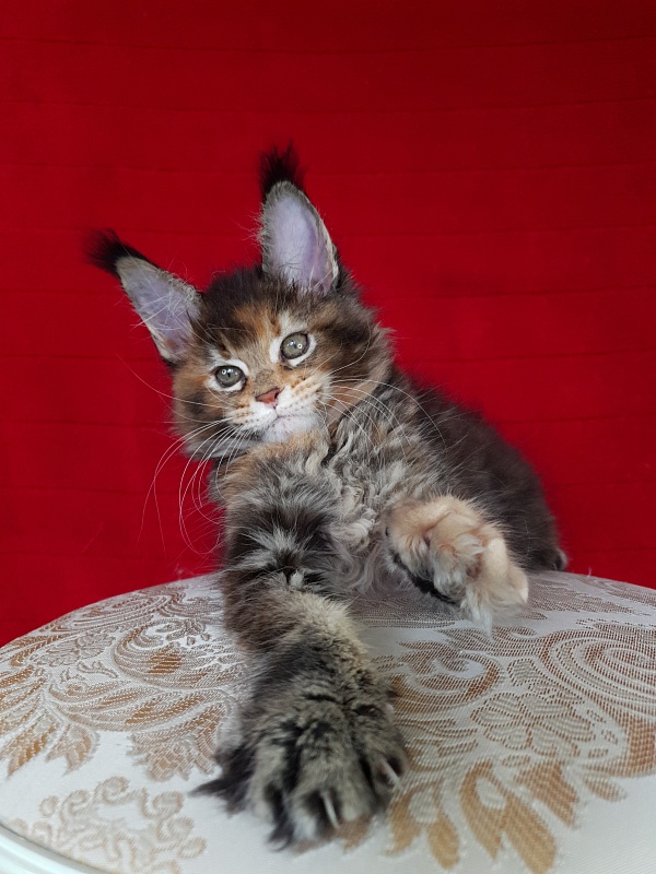 K.C*Liza Akbars - Kitten maine-coon 1 month 2.5 weeks